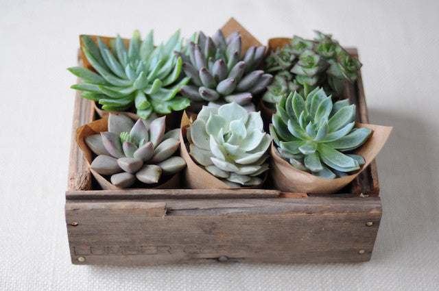 What Are Succulents?